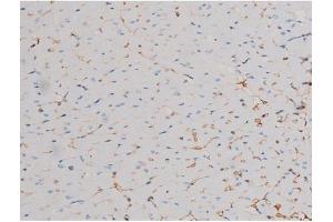 ABIN6267464 at 1/200 staining Mouse heart tissue sections by IHC-P. (CDC25A antibody  (pSer178))