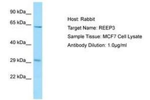 REEP3 antibody  (AA 154-203)