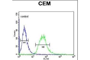 CA6 Antibody (C-term) (ABIN653737 and ABIN2843041) flow cytometric analysis of CEM cells (right histogram) compared to a negative control cell (left histogram). (CA6 antibody  (C-Term))