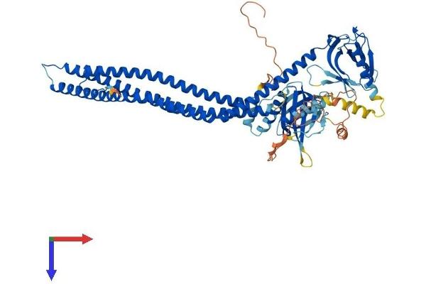 APPL2 Protein (AA 1-664) (His tag)