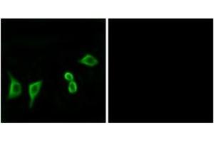 Immunofluorescence analysis of LOVO cells, using OR8G2 Antibody. (OR8G2 antibody  (AA 237-286))