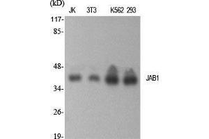 Western Blot (WB) analysis of specific cells using JAB1 Polyclonal Antibody. (COPS5 antibody  (Internal Region))