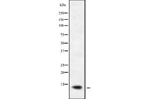 Western blot analysis of XCL1/2 using K562 whole cell lysates (XCL1/XCL2 antibody)