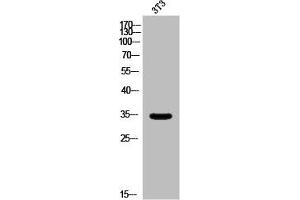 Western Blot analysis of 3T3 cells using Olfactory receptor 5AP2 Polyclonal Antibody (OR5AP2 antibody  (C-Term))