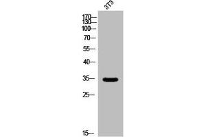 OR5AP2 anticorps  (C-Term)