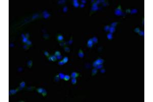 Immunofluorescent analysis of 293T cells using ABIN7162546 at dilution of 1:100 and Alexa Fluor 488-congugated AffiniPure Goat Anti-Rabbit IgG(H+L)