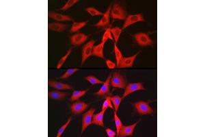 Immunofluorescence (IF) image for anti-Phosphogluconate Dehydrogenase (PGD) (AA 184-483) antibody (ABIN6145502)
