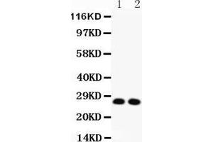 Anti-VEGF Picoband antibody,  All lanes: Anti-VEGF at 0. (VEGFA antibody  (AA 27-191))