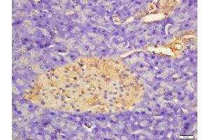 Formalin-fixed and paraffin embedded rat pancreas labeled with Rabbit Anti-APOD Polyclonal Antibody, Unconjugated  at 1:200 followed by conjugation to the secondary antibody and DAB staining (Apolipoprotein D antibody  (AA 21-120))
