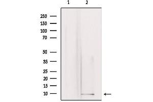 Western blot analysis of extracts from rat brain, using GNG3 Antibody. (GNG3 antibody  (N-Term))