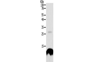 Western Blotting (WB) image for anti-Tumor Necrosis Factor Receptor Superfamily, Member 12A (TNFRSF12A) antibody (ABIN2428037) (TNFRSF12A antibody)