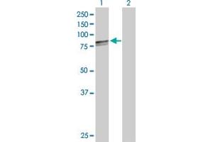 Western Blot analysis of HSPA9 expression in transfected 293T cell line by HSPA9 MaxPab polyclonal antibody. (HSPA9 antibody  (AA 1-679))