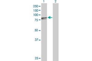 Western Blot analysis of HSPA9 expression in transfected 293T cell line by HSPA9 MaxPab polyclonal antibody. (HSPA9 antibody  (AA 1-679))