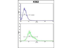 Flow cytometric analysis of k562 cells using Denatured ATG1 Antibody  (bottom histogram) compared to a negative control cell (top histogram). (ULK1 antibody)