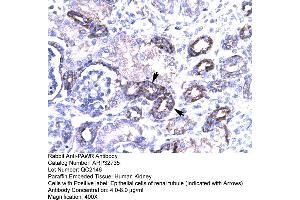 Human kidney (PAWR antibody  (Middle Region))