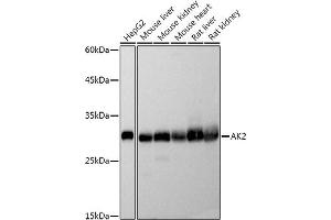 Western blot analysis of extracts of various cell lines, using  antibody (ABIN7265466) at 1:500 dilution. (Adenylate Kinase 2 antibody)