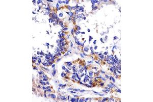 IHC-P analysis of human kidney tissue, using DDIT4 antibody and undiluted goat polyvalent antibody. (DDIT4 antibody)