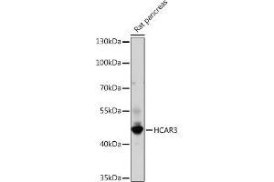 Western blot analysis of extracts of Rat pancreas, using HC Rabbit pAb (ABIN7267805) at 1:1000 dilution. (GPR109B antibody)