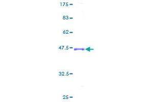 Image no. 1 for C-Type Lectin Domain Family 4, Member D (CLEC4D) (AA 41-215) protein (GST tag) (ABIN1349660) (CLEC4D Protein (AA 41-215) (GST tag))