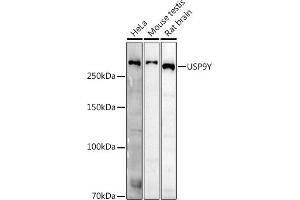Western blot analysis of extracts of various cell lines, using USP9Y antibody (ABIN7271171) at 1:500 dilution. (USP9Y antibody)