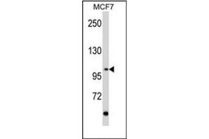 Image no. 1 for anti-Ret Proto-Oncogene (RET) (AA 21-51), (N-Term) antibody (ABIN359926) (Ret Proto-Oncogene antibody  (N-Term))