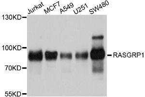 RASGRP1 抗体  (AA 598-797)