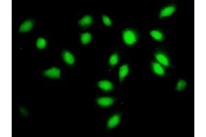 Immunofluorescence of monoclonal antibody to SF3A2 on HeLa cell. (SF3A2 antibody  (AA 112-216))