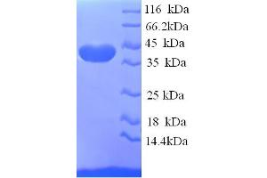 SDS-PAGE (SDS) image for ELAV (Embryonic Lethal, Abnormal Vision, Drosophila)-Like 2 (Hu Antigen B) (ELAVL2) (AA 4-356), (partial) protein (His tag) (ABIN4976329)