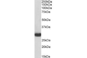 Biotinylated ABIN5539555 (0. (MYD88 antibody  (Internal Region) (Biotin))