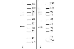 SAP30 antibody (pAb) tested by Western blot.