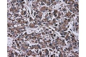 Image no. 6 for anti-Atrial Natriuretic Peptide Receptor 3 (NPR3) antibody (ABIN1499806) (NPR3 antibody)