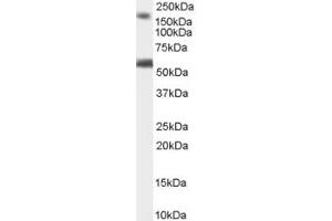 ABIN184627 staining (1µg/ml) of Human Brain (Cerebellum) lysate (RIPA buffer, 35µg total protein per lane). (BAIAP2 antibody  (C-Term))