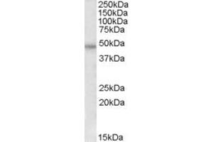 ABIN570970 (0. (PAR1 antibody  (Internal Region))