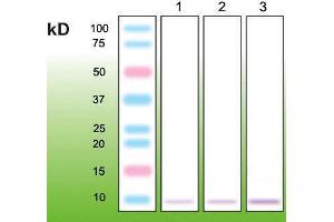Western Blotting (WB) image for anti-Metallothionein (MT) (N-Term) antibody (ABIN870328) (Metallothionein antibody  (N-Term))