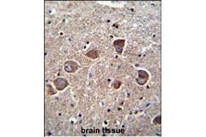 DC1A Antibody (N-term) 11185a immunohistochemistry analysis in formalin fixed and paraffin embedded human brain tissue followed by peroxidase conjugation of the secondary antibody and DAB staining.