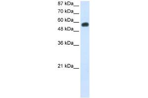 WB Suggested Anti-NOC4L Antibody Titration:  0. (NOC4L antibody  (C-Term))