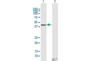 Western Blot analysis of GOT1 expression in transfected 293T cell line by GOT1 MaxPab polyclonal antibody.
