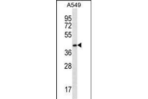 FBLIM1 Antibody (C-term) (ABIN656647 and ABIN2845889) western blot analysis in A549 cell line lysates (35 μg/lane).