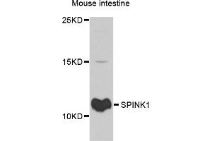 Western blot analysis of extracts of mouse intestine, using SPINK1 antibody.