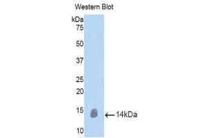 Western Blotting (WB) image for anti-Oncostatin M (OSM) (AA 116-205) antibody (ABIN1860109) (Oncostatin M antibody  (AA 116-205))