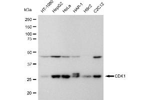 Western blotting analysis using Cyclin dependent kinase 1 antibody (ABIN7798206).