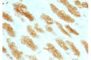 Formalin paraffin rat stomach stained with Basic Cytokeratin antibody (KRTH/1076).