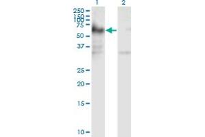 Western Blot analysis of ICA1 expression in transfected 293T cell line by ICA1 monoclonal antibody (M01), clone 6G11. (ICA1 antibody  (AA 1-110))