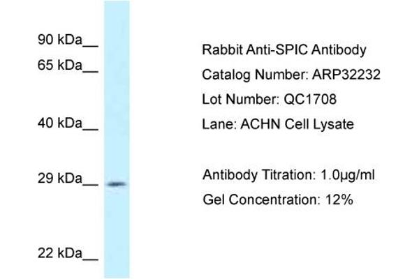 SPIC antibody  (C-Term)