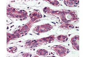 Anti-TAOK1 antibody IHC of human breast. (TAO Kinase 1 (TAOK1) (Internal Region) antibody)