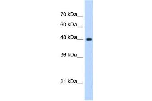 UNC84B antibody used at 0.