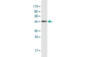 NSG1 antibody  (AA 1-185)