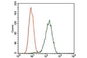 Flow cytometric analysis of Jurkat cells using GPC3 mouse mAb (green) and negative control (red). (Glypican 3 antibody)