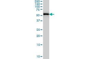 FARSLA monoclonal antibody (M01), clone 2D8 Western Blot analysis of FARSLA expression in MCF-7 . (Phenylalanyl-tRNA Synthetase, alpha Subunit (FARSA) (AA 101-201) antibody)