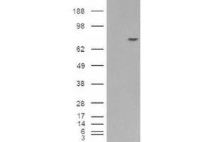 Western Blotting (WB) image for anti-Premelanosome Protein (PMEL) (C-Term) antibody (ABIN2466127) (Melanoma gp100 antibody  (C-Term))